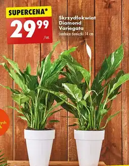 Biedronka Skrzydłokwiat diamond 14 cm oferta