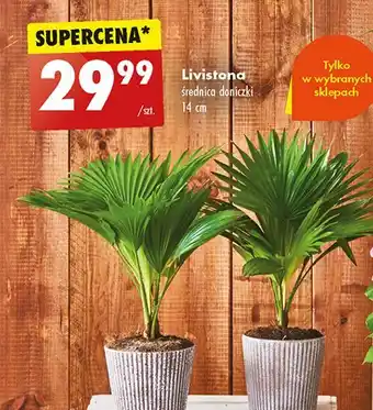 Biedronka Livistona oferta