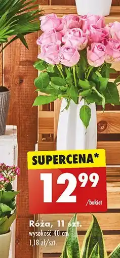 Biedronka Róże oferta
