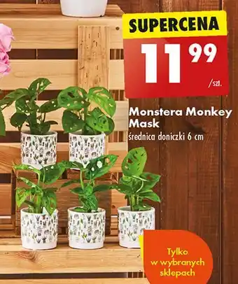 Biedronka Monstera monkey mask oferta