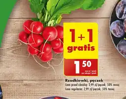 Biedronka Rzodkiewka oferta
