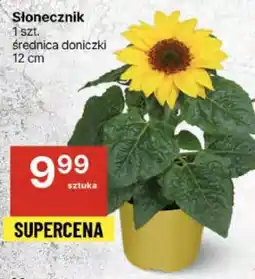 Słonecznik
