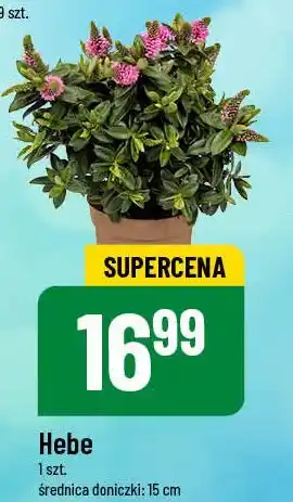 Polomarket Hebe oferta