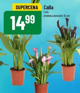 Polomarket Calla oferta