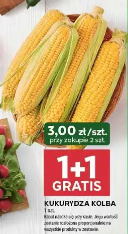 Stokrotka KUKURYDZA KOLBA oferta