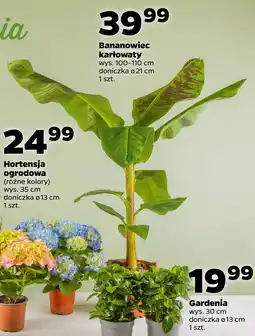 Bananowiec karłowaty