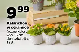 Netto Kalanchoe w ceramice oferta