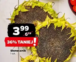 Netto Słonecznik oferta