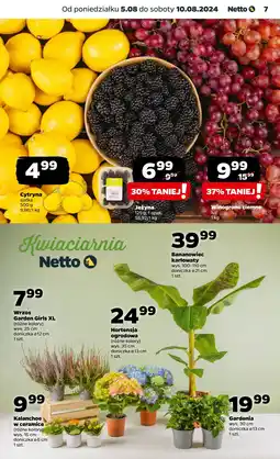Netto Cytryny oferta