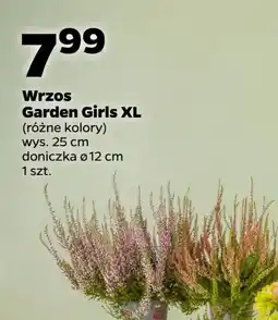 Netto Wrzos garden girls oferta