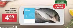 Stokrotka DORADA PATROSZONA Mirko 100 g oferta