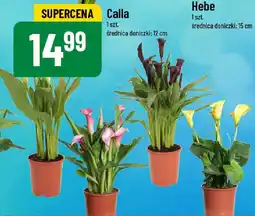 Calla średnica doniczki: 12 cm