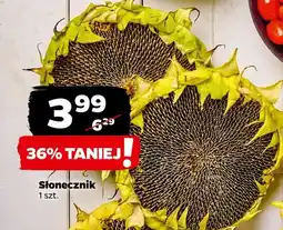 Netto Słonecznik oferta