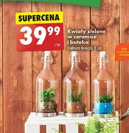 Biedronka Kwiaty w butelkach oferta