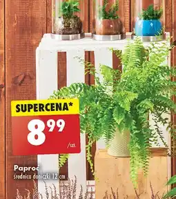 Biedronka Paproć don. 12 cm oferta
