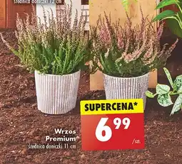 Biedronka Wrzos premium oferta