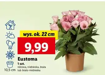 Lidl Eustoma wys. 22 cm biało-niebieska oferta