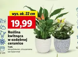 Lidl Skrzydłokwiat oferta
