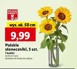 Słonecznik 50 cm