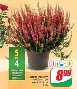 Dino Wrzos wczesny wys. 20 cm oferta