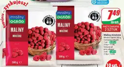 Dino Maliny Mroźny Ogród oferta