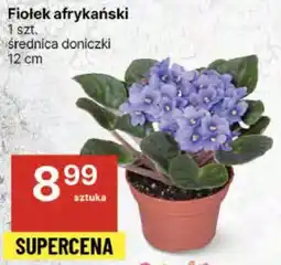 Fiołek afrykański