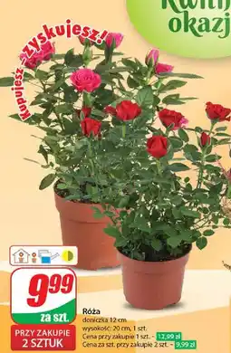 Dino Róża 12 cm oferta