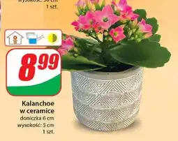 Dino Kalanchoe śr. don. 6 cm oferta