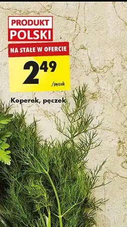 Biedronka Koperek polski oferta