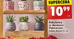 Biedronka Sukulenty oferta