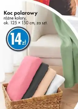 Tedi Koc oferta