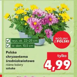 Kaufland Chryzantema Polski oferta