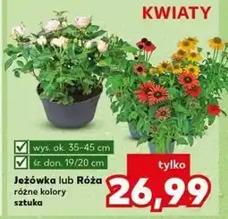 Kaufland Różą oferta