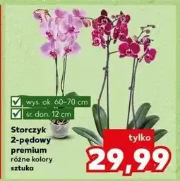 Kaufland Storczyk 2 pędowy oferta