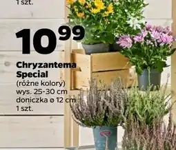 Netto Chryzantema specjal 12 cm oferta