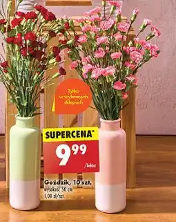 Biedronka Goździki oferta