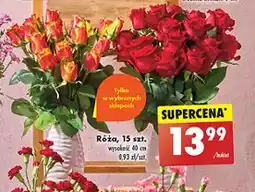Biedronka Róże oferta