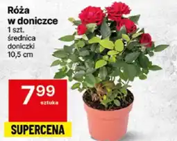 Róża w doniczce