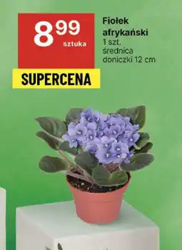 Delikatesy Centrum Fiołek afrykański 1 szt. oferta
