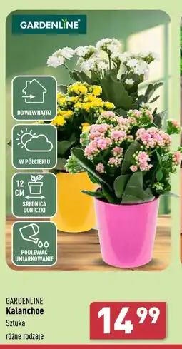 GARDENLINE Kalanchoe