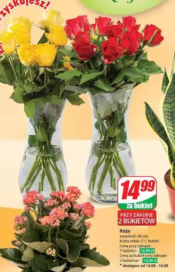 Dino Róża 40 cm oferta