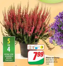 Wrzos wczesny