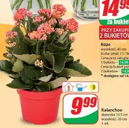 Dino Kalanchoe 10.5 cm oferta