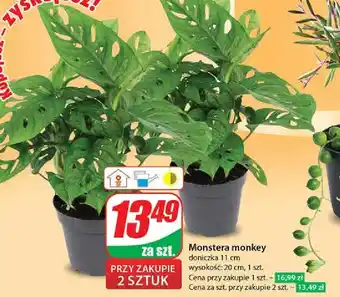 Dino Monstera monkey mask 11 cm oferta