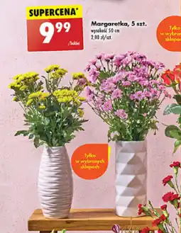 Biedronka Margaretka 5 szt. oferta