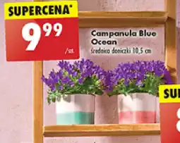 Biedronka Campanula Blue Ocean oferta