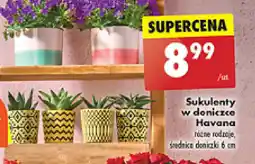 Biedronka Sukulenty w doniczce Havana oferta