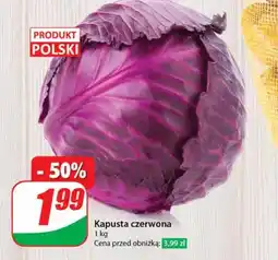 Dino Kapusta czerwona Polski oferta