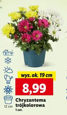Lidl Chryzantema trójkolorowa, szt. oferta