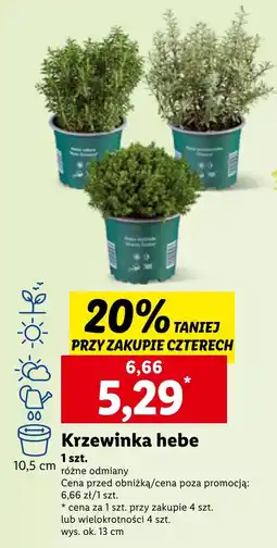 Lidl Krzewinka hebe, szt. oferta